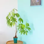 شقة Marescala Vacation - Casa Vesuvia