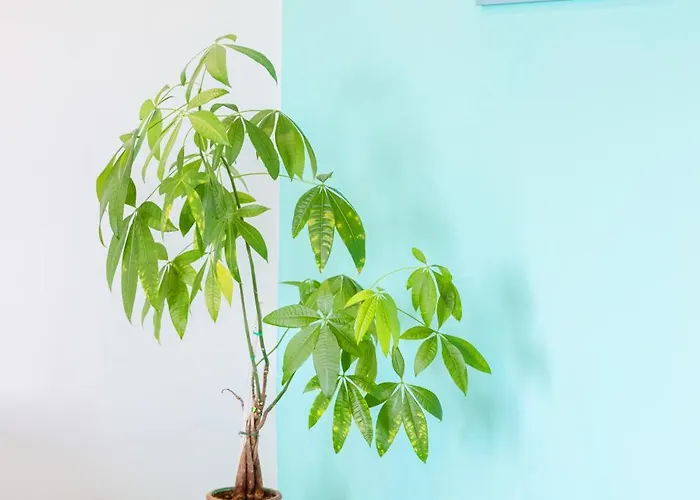 Appartamento Marescala Vacation - Casa Vesuvia